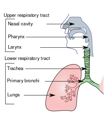 Illu conducting passages.svg