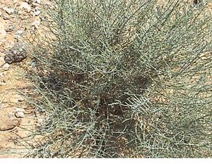 النيتول.jpg