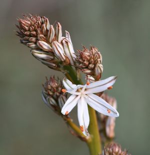 Asphodelus aestivus.jpg