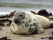 Halichoerus grypus He3.jpg