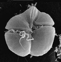 Karenia brevis produces red tides highly toxic to humans[45]
