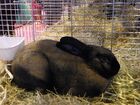 Lapin-chamois-de-thuringe SDA2014.JPG