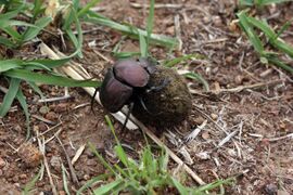 The beetle climbs onto the ball.