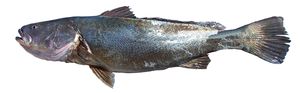 Totoaba.jpg