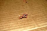 Atlas Moth EGGS.jpg