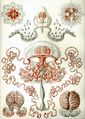 Anthomedusae