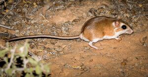 Khartoum gerbil.jpg