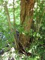 البشملة تنمو على Hawthorn rootstock.