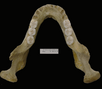 Montmaurin la niche mandible.png