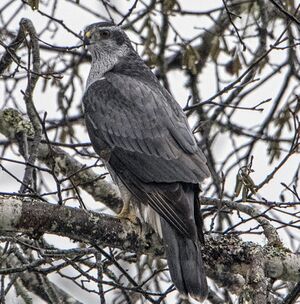 American goshawk.jpg