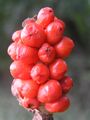 A. cylindraceum