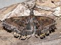 Chelepteryx collesi Anthelidae