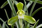 Cymbidium goeringii 'Setsuzan'.jpg