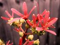 Close-up of fruiting Calyces in late October.