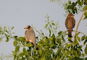 صورة معبرة عن الموضوع خناق رمادي