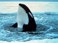 Orca wal 2.jpg