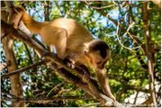 Brown monkey