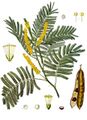 Acacia catechu