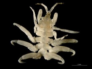 Cyamus boopis (dorsal).jpg