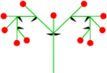 Homeothetic compound raceme