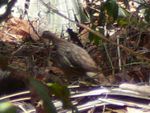 Francolinus bicalcaratus (cropped).jpg