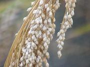 Ripe head of proso millet