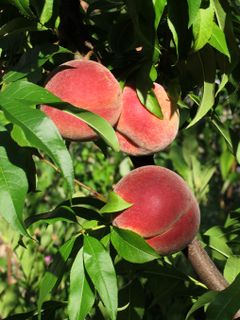 Vineyard peaches de.jpg