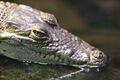 Crocodylus moreletii - Tiergarten Schönbrunn 2.jpg