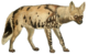 Dogs, jackals, wolves, and foxes (Plate XLIV).png