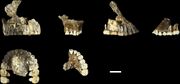 Upper jaws of LES1 (left) and DH1 (right)