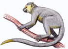 Eosimias sinensis
