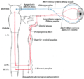 Sympathetic connections of the ciliary and superior cervical ganglia (red) [Parasympathetic pathway in blue]