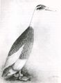 Indian Runner Duck