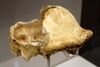 OH 9, partial skull