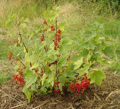 Ribes rubrum 1.jpg