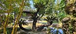 Giant, ancient Cycas revoluta on display in the northern garden.