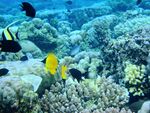 A coral reef, with several fishes lounging about.