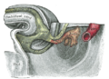 Tail end of human embryo thirty-two to thirty-three days old.