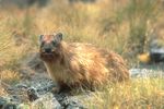 Heterohyrax brucei.jpg