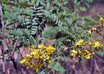 Ranawara or Avaram- Senna auriculata at Sindhrot near Vadodara, Gujrat Pix 044.jpg