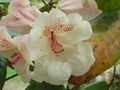 Rhododendron x campylocarpum flower showing bilateral symmetry.