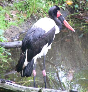 Saddle Billed Stork.jpg