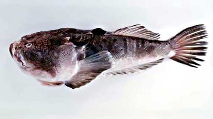 The stargazer buries itself in sand and can deliver electric shocks as well as venom.[11]