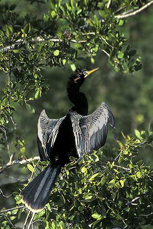 ANHINGA IN MATING LORES.jpg