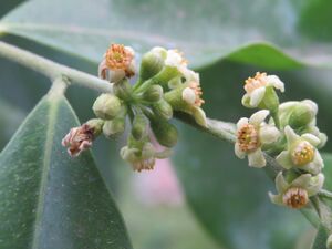 Aquilaria malaccensis - Agar Wood, Eaglewood - Indian Aloewood at Munnar (2).jpg