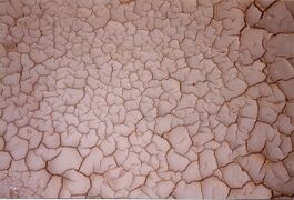 Drying elastic mud in Sicily with mainly 120° cracks