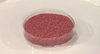 First cultured hamburger unbaked.png