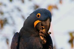 Hyacinth macaw