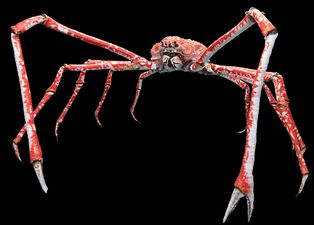 The Japanese spider crab has the longest leg span of any arthropod, reaching 5.5 متر (18 ft) from claw to claw.[289]