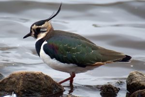 Vanellus vanellus 1.jpg